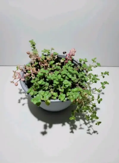 Suculentas $1.000 y $2.000 - miniatura 1