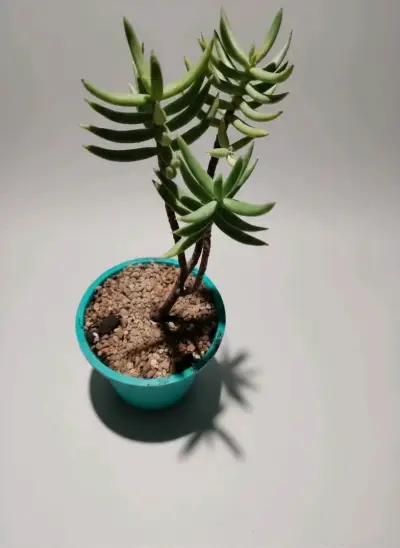 Suculentas $1.000 y $2.000 - miniatura 4