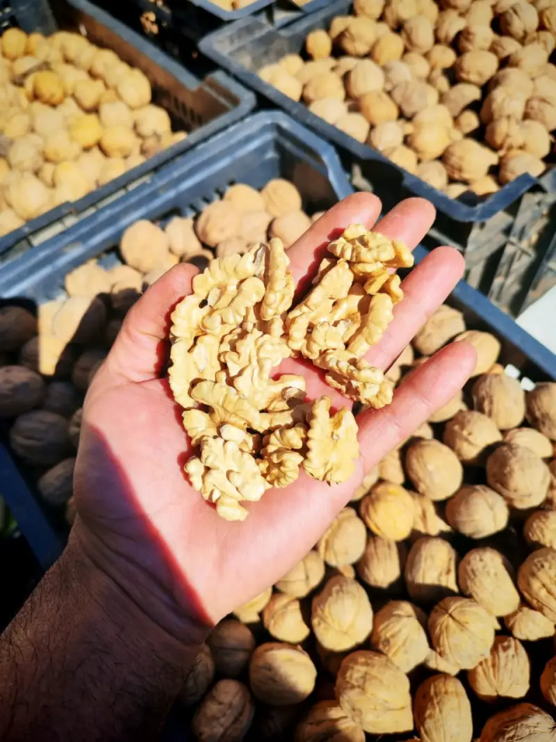 Nueces chandler frescas sin cáscara