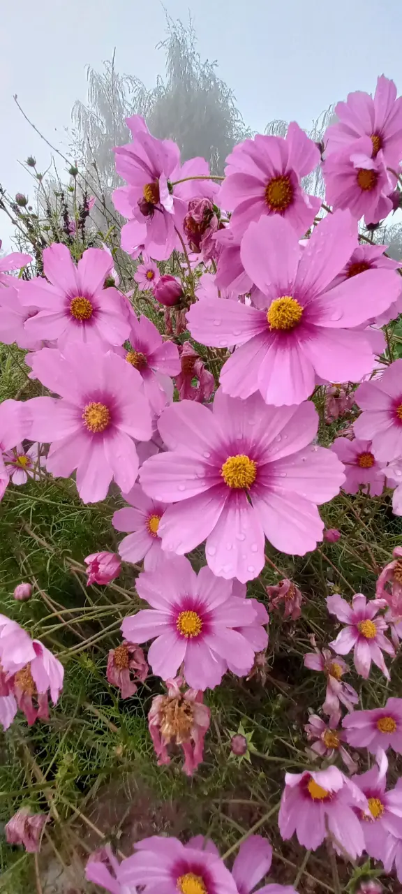 Semillas de Cosmos. - 1