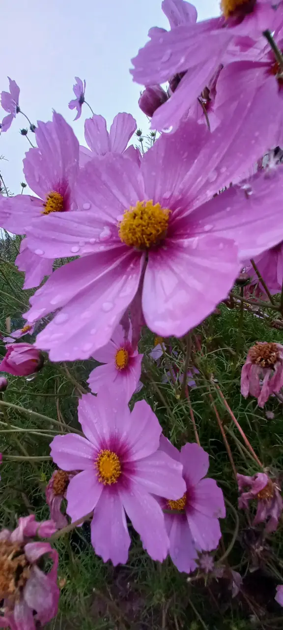 Semillas de Cosmos. - 2