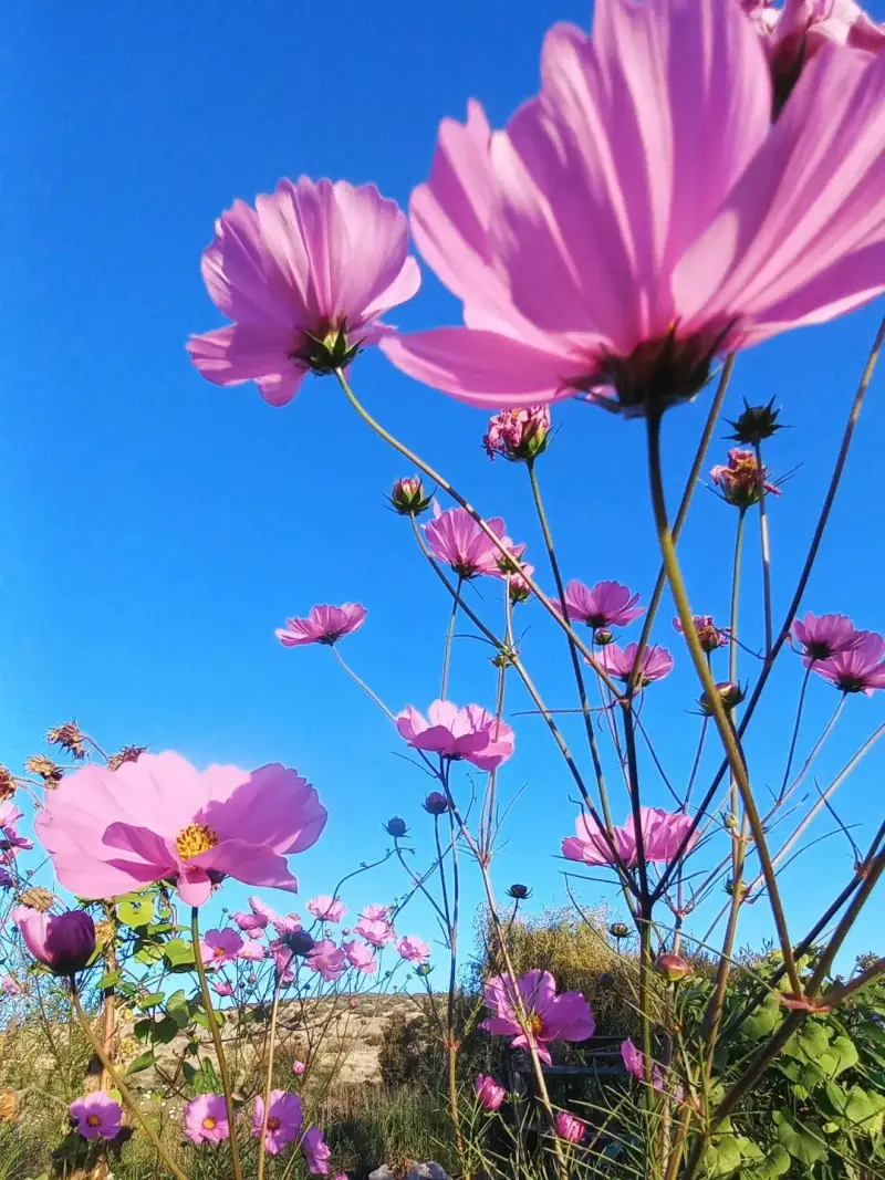 Semillas de Cosmos. - 3