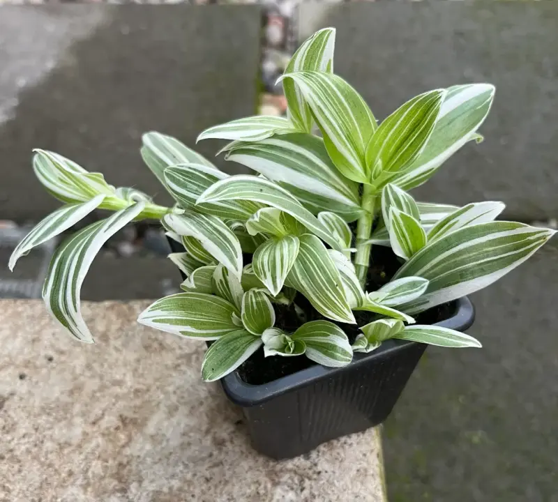 Planta Tradescantia en maceta - 1