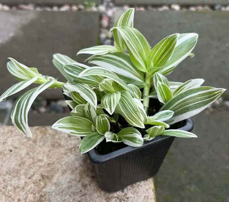 Planta Tradescantia en maceta - 2