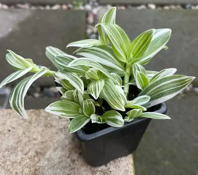 Planta Tradescantia en maceta - miniatura 2