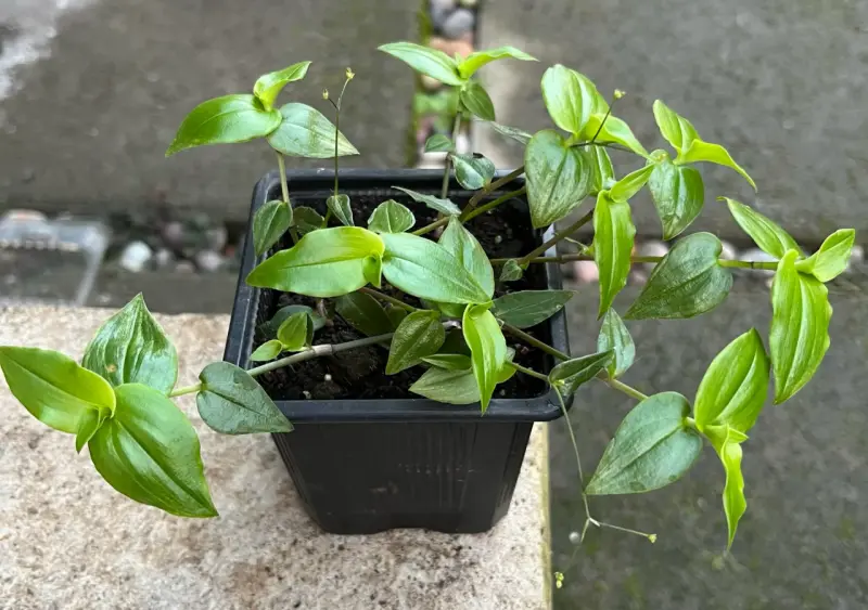 Planta colgante velo de la novia - 1