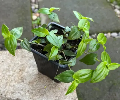 Planta colgante velo de la novia - miniatura 2