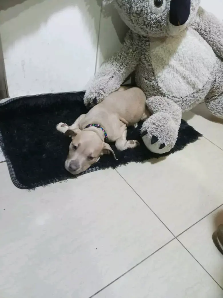 En adopción de una familia amorosa. - 2