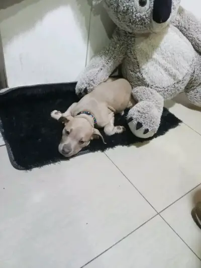 En adopción de una familia amorosa. - miniatura 2