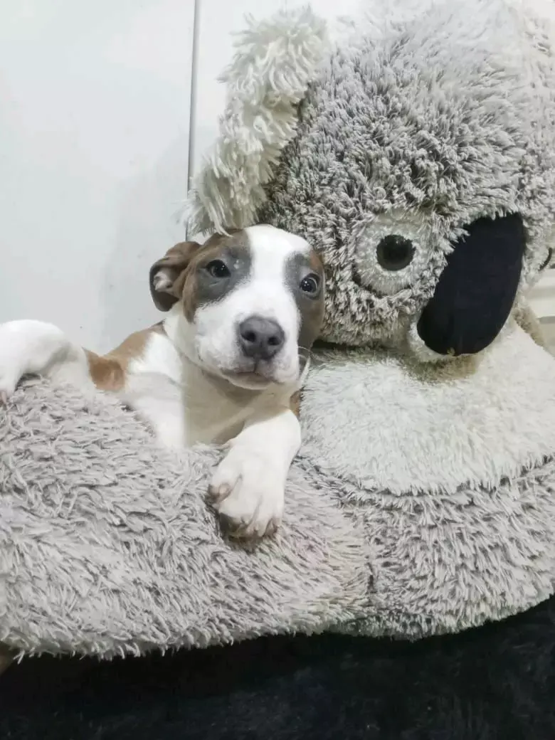 En adopción de una familia amorosa. - 3