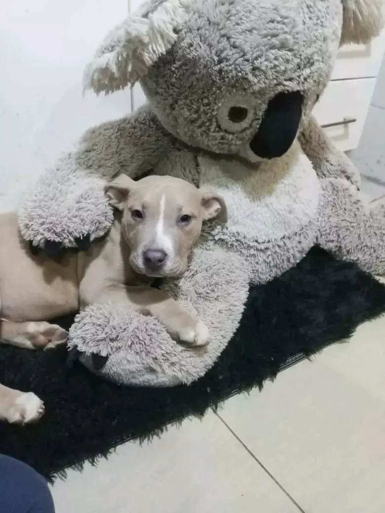 En adopción de una familia amorosa. - 5