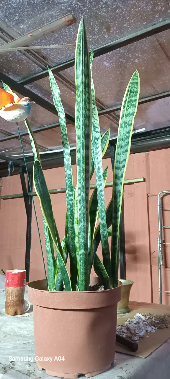 Planta Sansevieria en maceta - 1