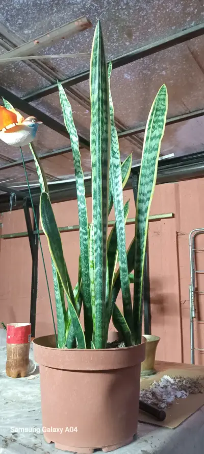 Planta Sansevieria en maceta - miniatura 1