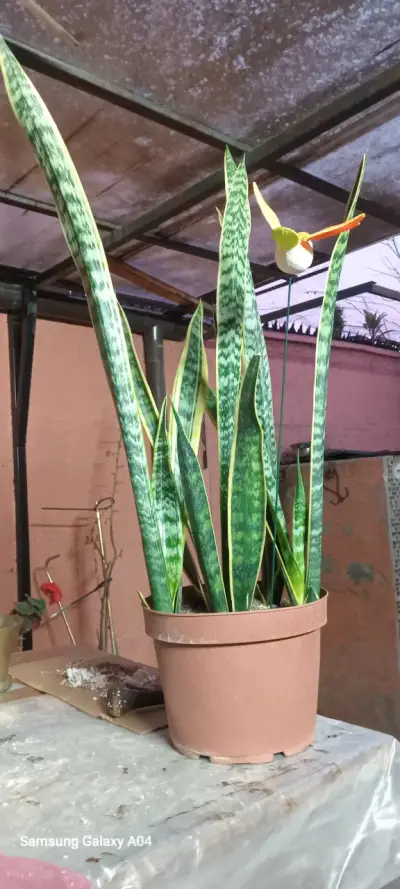 Planta Sansevieria en maceta - miniatura 2