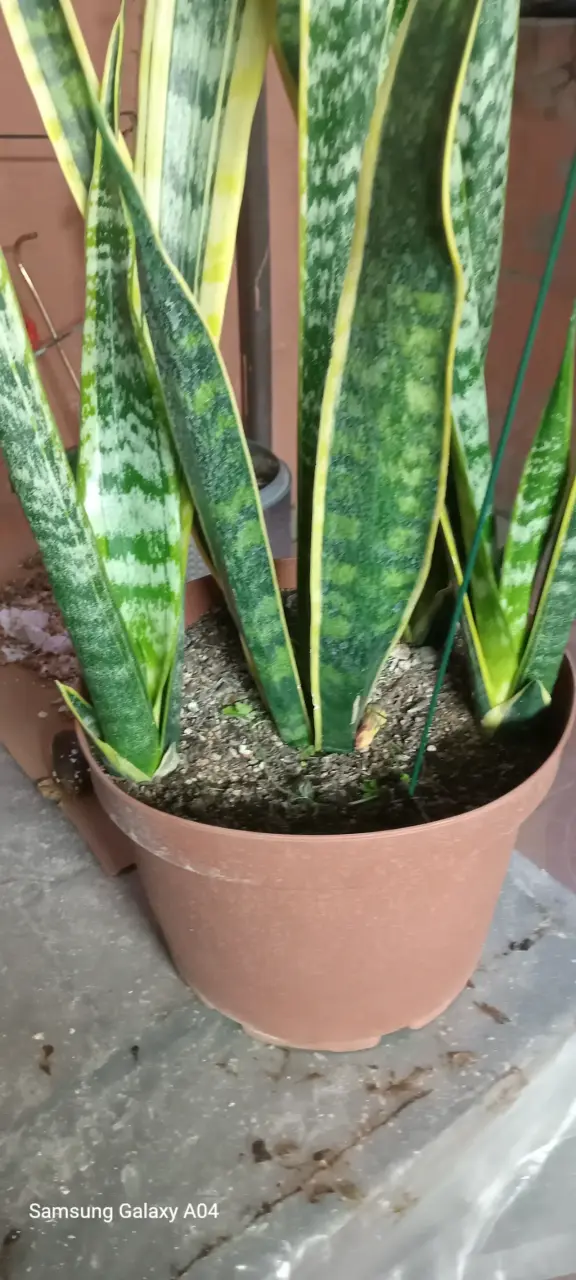 Planta Sansevieria en maceta - 3