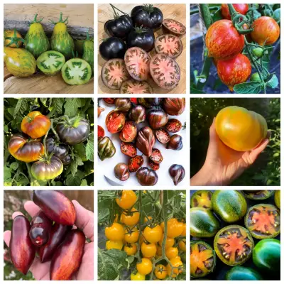 Gran colección de Semillas de tomate - miniatura 1