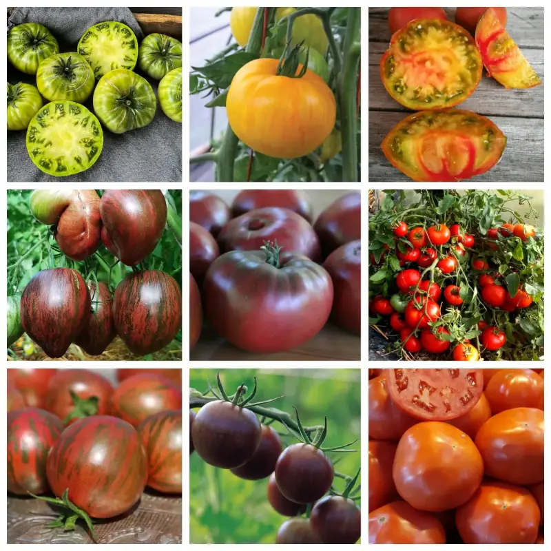 Gran colección de Semillas de tomate - 2