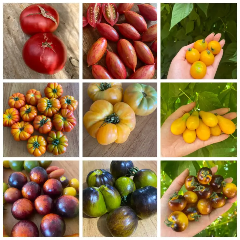 Gran colección de Semillas de tomate - 3