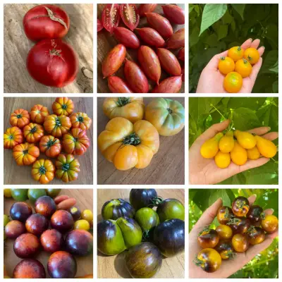 Gran colección de Semillas de tomate - miniatura 3