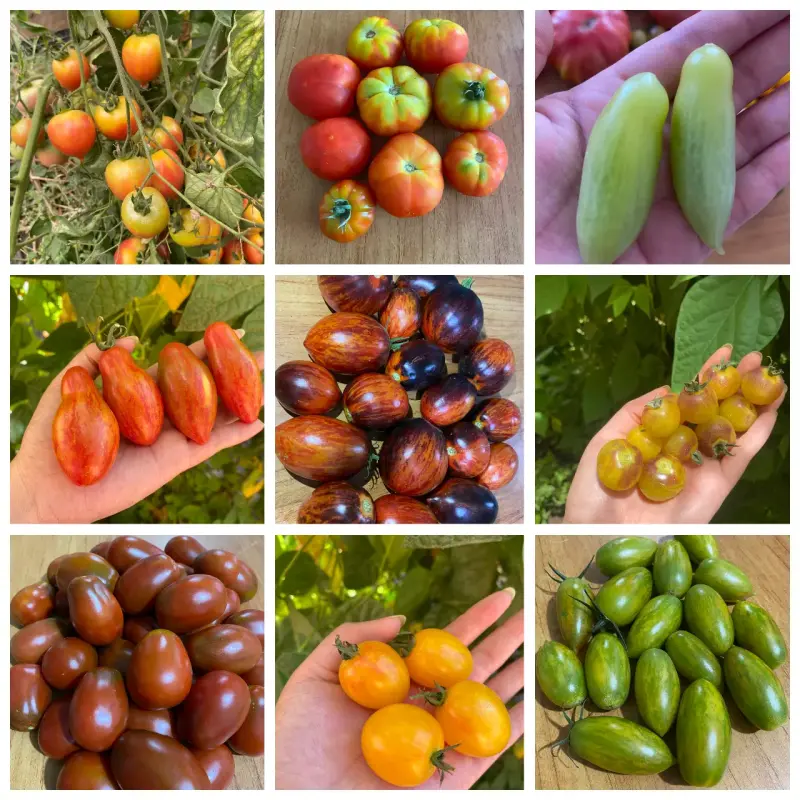 Gran colección de Semillas de tomate - 4