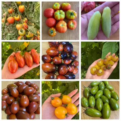 Gran colección de Semillas de tomate - miniatura 4