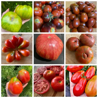 Gran colección de Semillas de tomate - miniatura 5