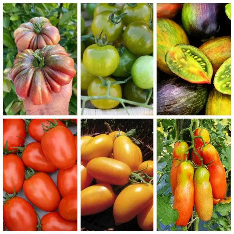 Gran colección de Semillas de tomate - 6