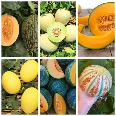 Colección de semillas de Variedad de melones - miniatura 1