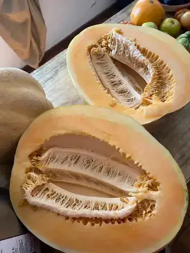 Colección de semillas de Variedad de melones - miniatura 2