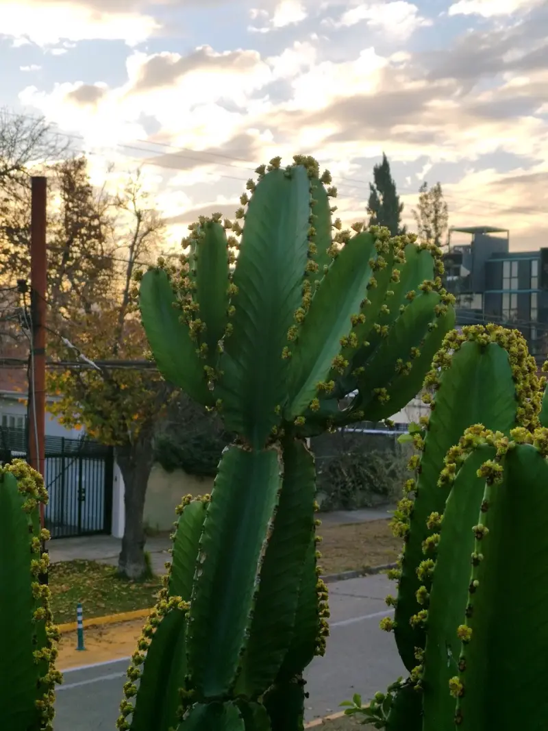 Cactus ornamental exterior - 1