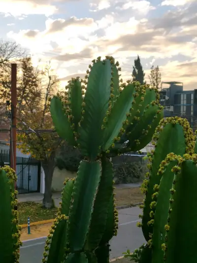 Cactus ornamental exterior - miniatura 1