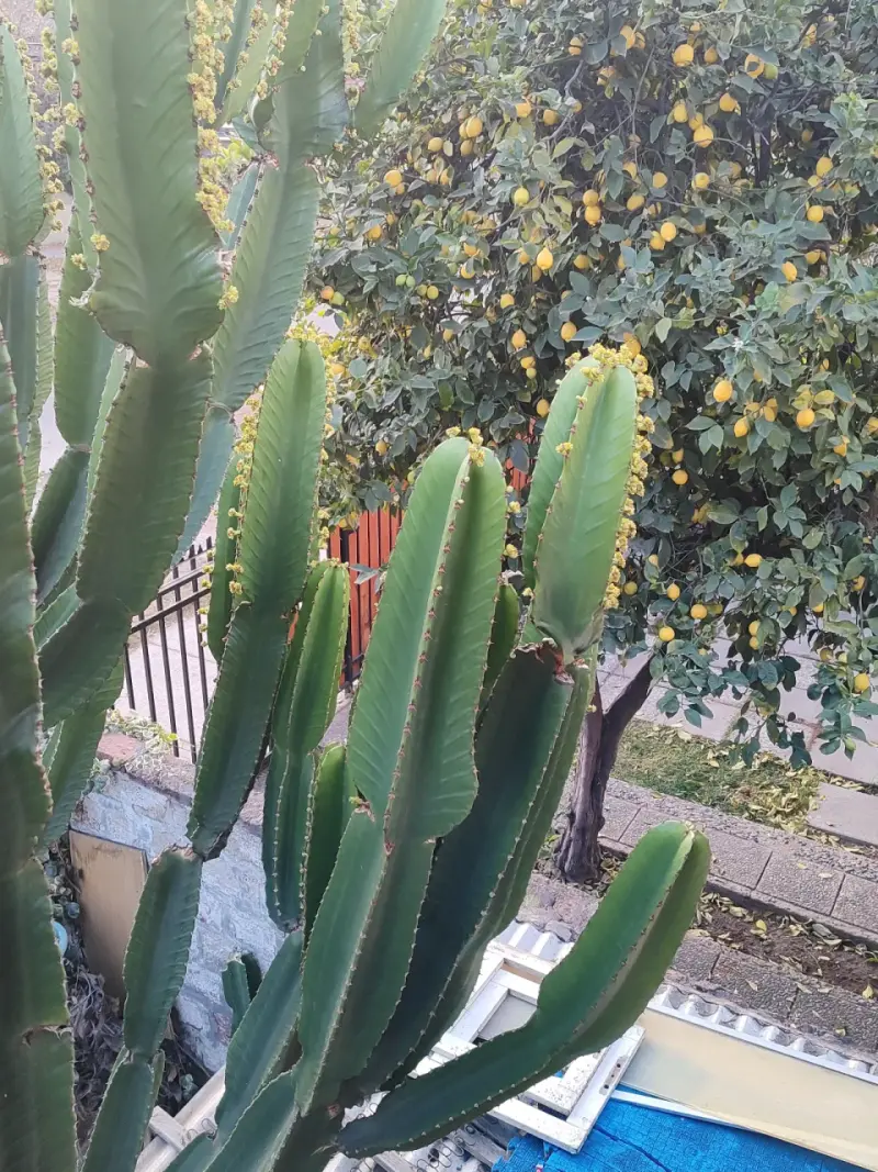 Cactus ornamental exterior - 2