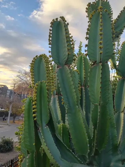 Cactus ornamental exterior - miniatura 3