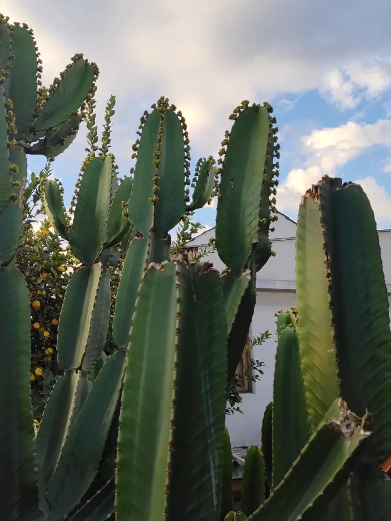Cactus ornamental exterior - 4