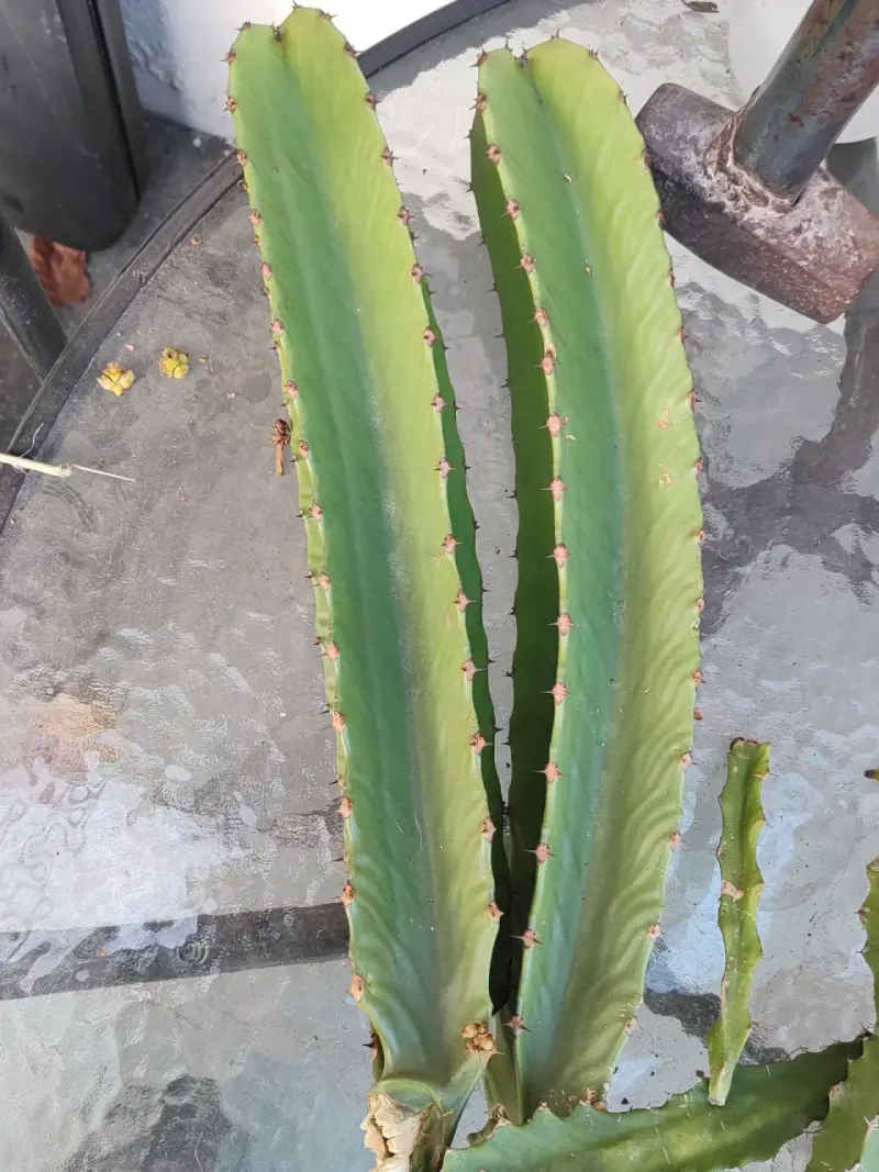 Esquejes 🌵 euforbia