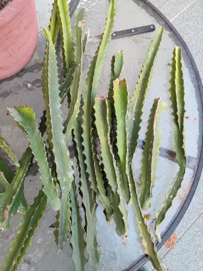 Esquejes de euforbia 🌵🌵 - miniatura 1