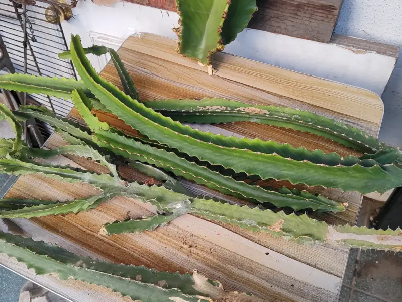 Esquejes de euforbia 🌵🌵 - 2