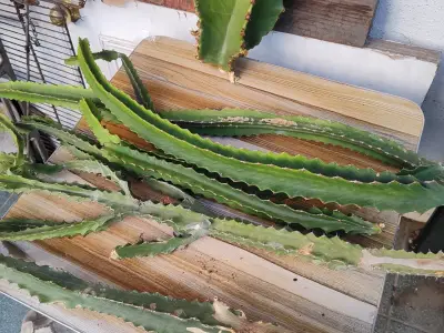 Esquejes de euforbia 🌵🌵 - miniatura 2