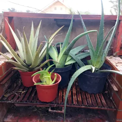 Plantas de aloe vera en macetas - miniatura 1