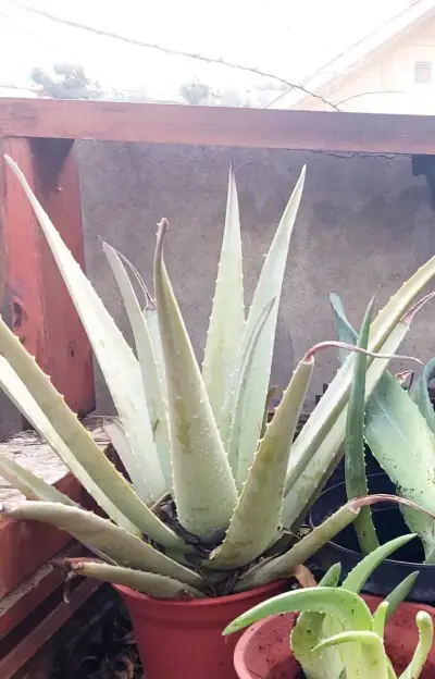 Plantas de aloe vera en macetas - miniatura 2