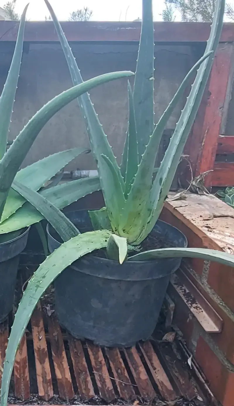 Plantas de aloe vera en macetas - 3
