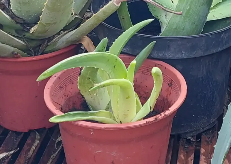Plantas de aloe vera en macetas - 4