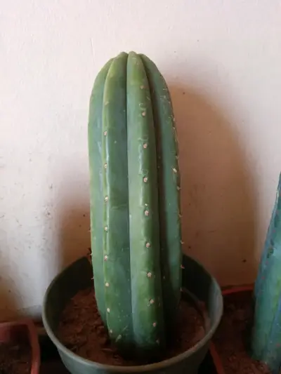 Cactus en macetas - miniatura 1