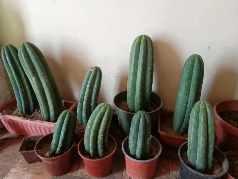 Cactus en macetas - 2