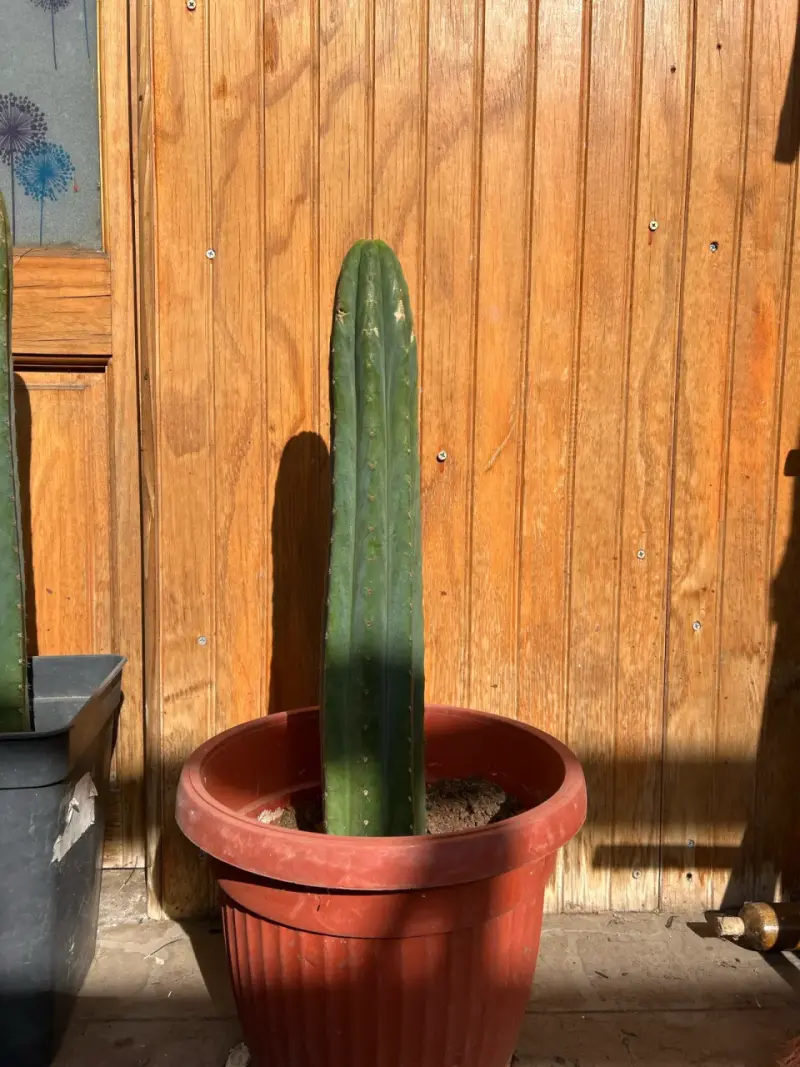 Cactus San Pedro en maceta