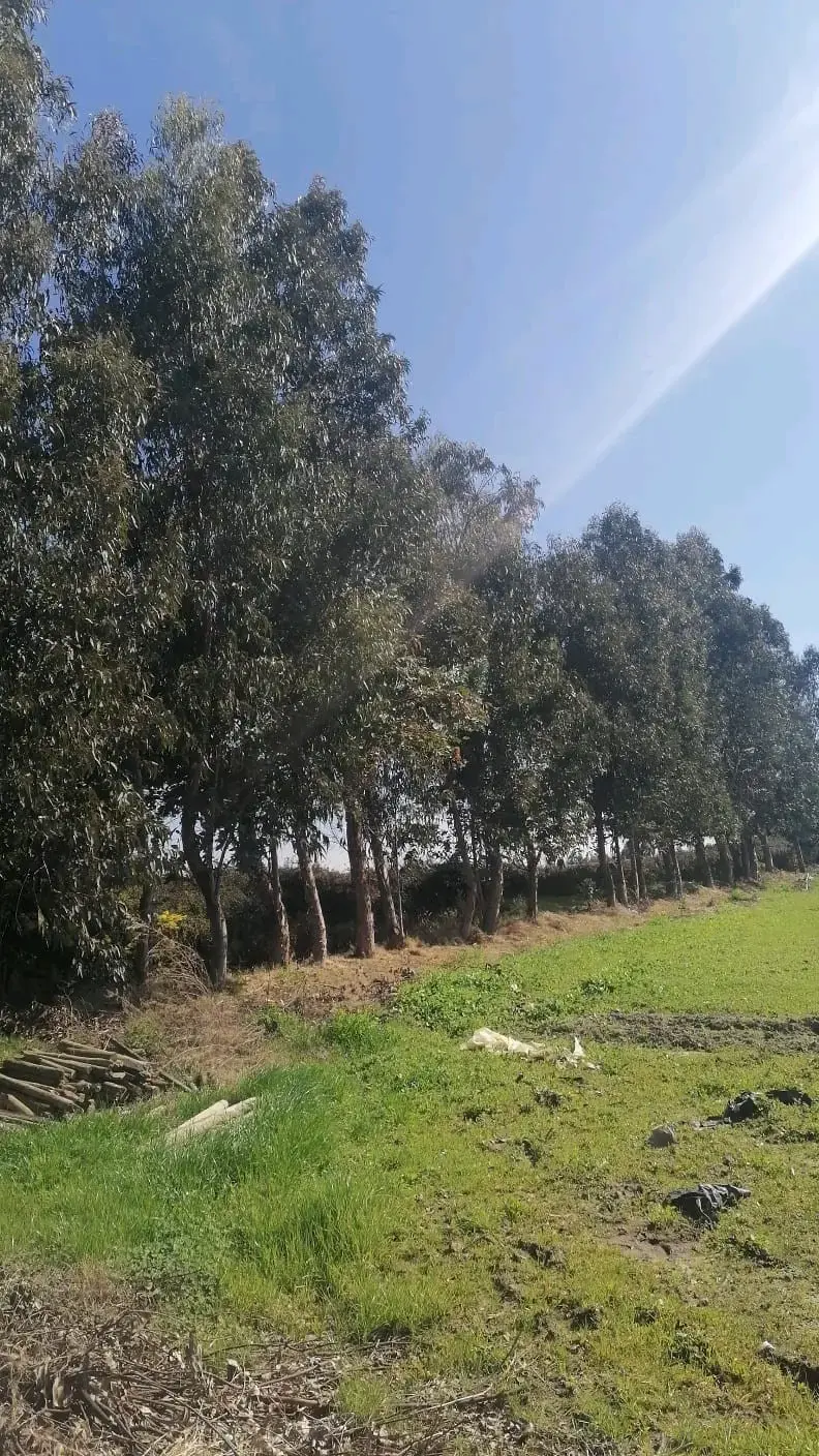 Terreno de 5000 m² en venta por dueño peralillo VI - 6
