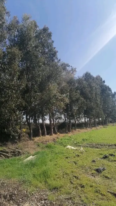 Terreno de 5000 m² en venta por dueño peralillo VI - miniatura 6