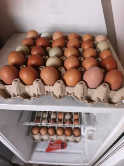 Huevos frescos de gallina en bandeja - miniatura 1