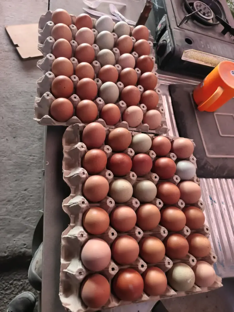 Huevos frescos de gallina en bandeja - 2