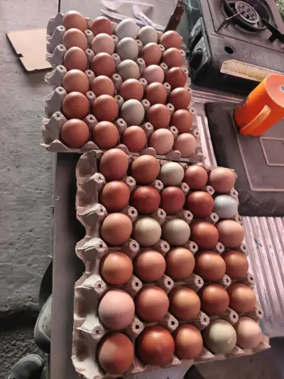 Huevos frescos de gallina en bandeja - miniatura 2